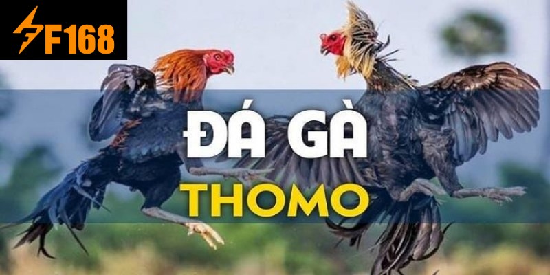 Đá gà Thomo hôm nay là loại hình ra sao?