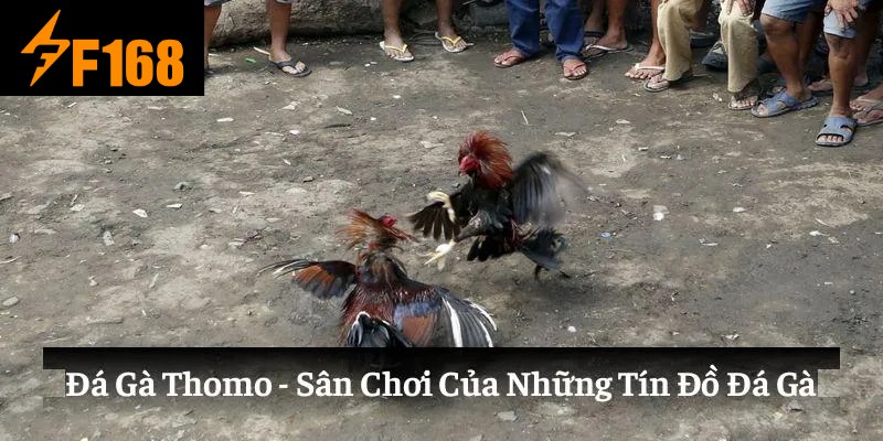 Đá Gà Thomo Hôm Nay Sân Chơi Giải Trí Siêu Hấp Dẫn F168